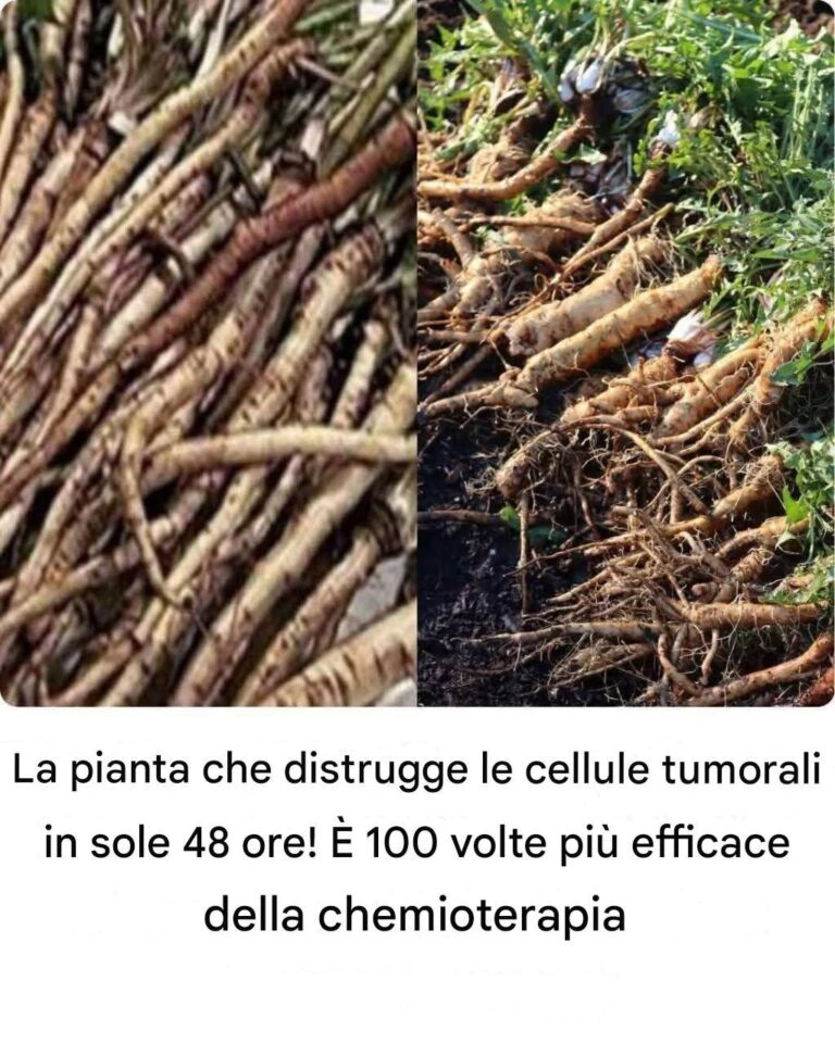 La pianta che distrugge le cellule tumorali in sole 48 ore! È 100 volte più efficace della chemioterapia. Devo dire qualcosa per continuare a ricevere le mie ricette.