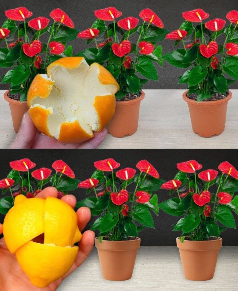 Non è mai fiorita così: 1 cucchiaio di questo ingrediente fa la differenza