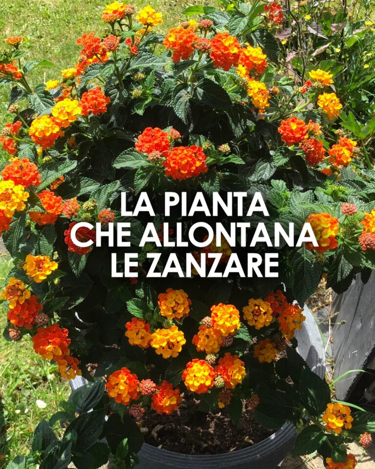 Addio Zanzare con Questa Pianta Miracolosa: Coltivala e Dì Basta ai Repellenti Chimici!"