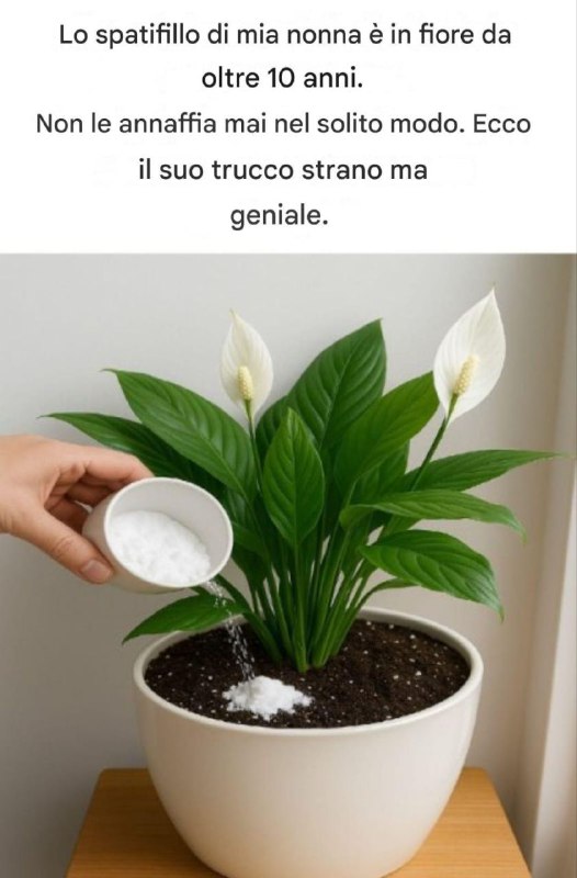 Lo spatifillo di mia nonna è in fiore da oltre 10 anni. Non lo annaffia mai nel modo normale: ecco il suo trucco bizzarro ma geniale