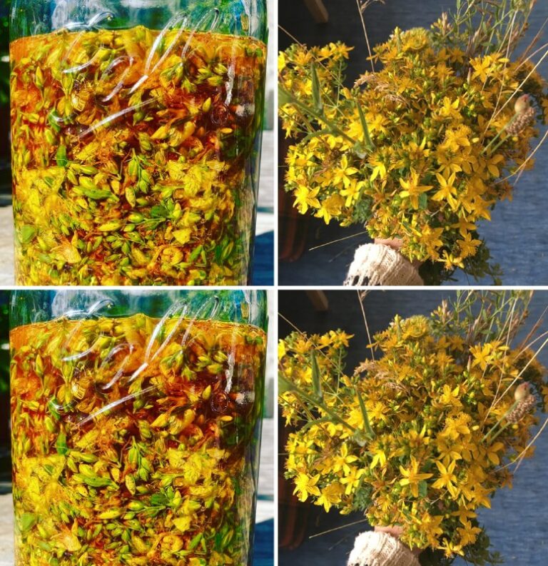 Olio di San Giovanni: L’Elisir Naturale delle Nonne per una Pelle Radiosa e Protetta 