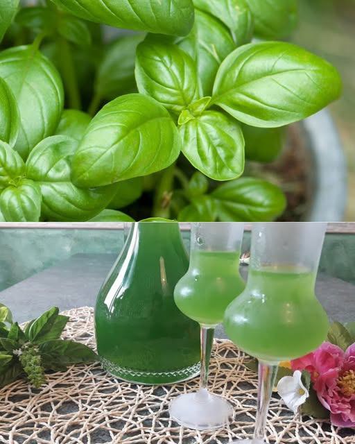 Elisir Verde: Il Liquore al Basilico dal Profumo Mediterraneo"