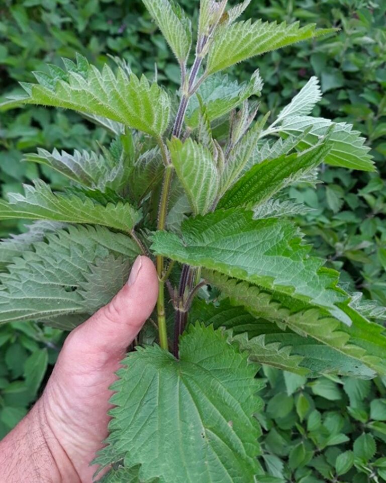 Ortica: una pianta dai mille usi e benefici da riscoprire