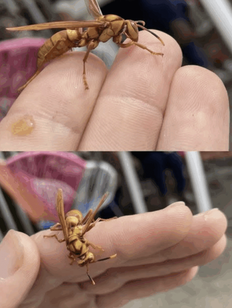 Ecco cosa dovresti assolutamente fare quando ti punge una vespa: una guida calma e chiara per chi ha paura (e per tutti gli altri)