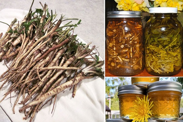 La troviamo ovunque nelle nostre campagne e spesso la ignoriamo, eppure questa pianta potrebbe salvare la vita di un essere umano.