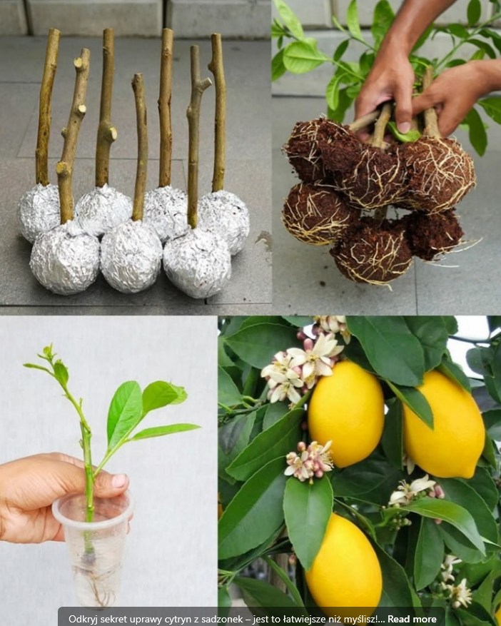 Come coltivare un limone da una piantina: un rimedio casalingo che funziona