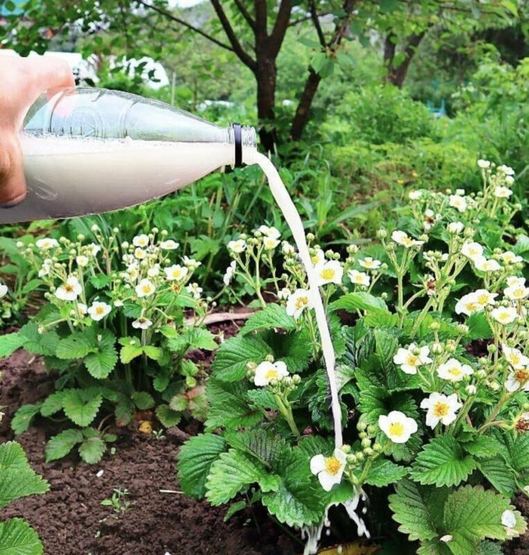 Naturalmente, qual è il modo migliore per ottenere questo risultato?