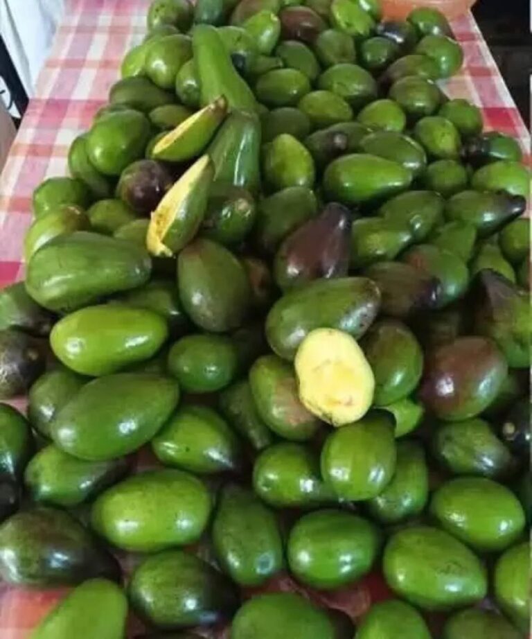 I medici rivelano che mangiare avocado provoca...