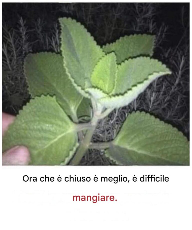 Se avete questa pianta in casa, vi aspetta una vera delizia.