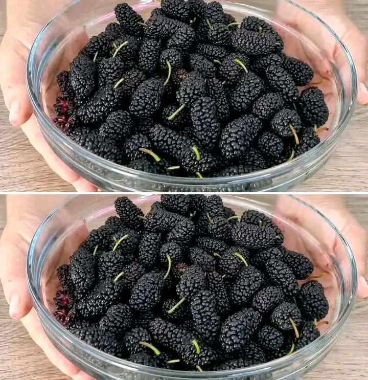 Come coltivare il gelso nero in vaso a casa e avere tantissimi frutti