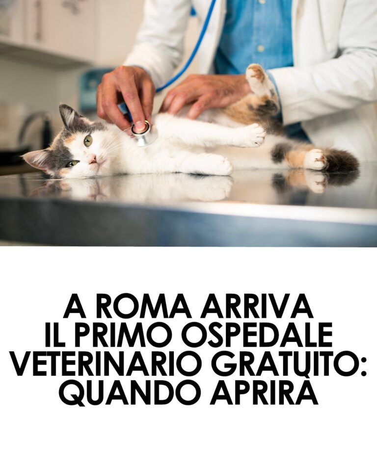Roma, ecco il primo ospedale veterinario gratuito: apertura nel 2027