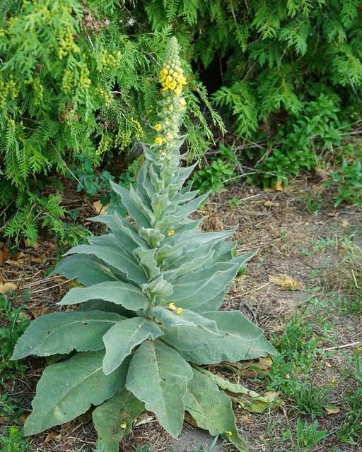 Se ti imbatti in questa pianta, troverai una vena d’oro. La maggior parte delle persone passa accanto a essa senza rendersene conto.