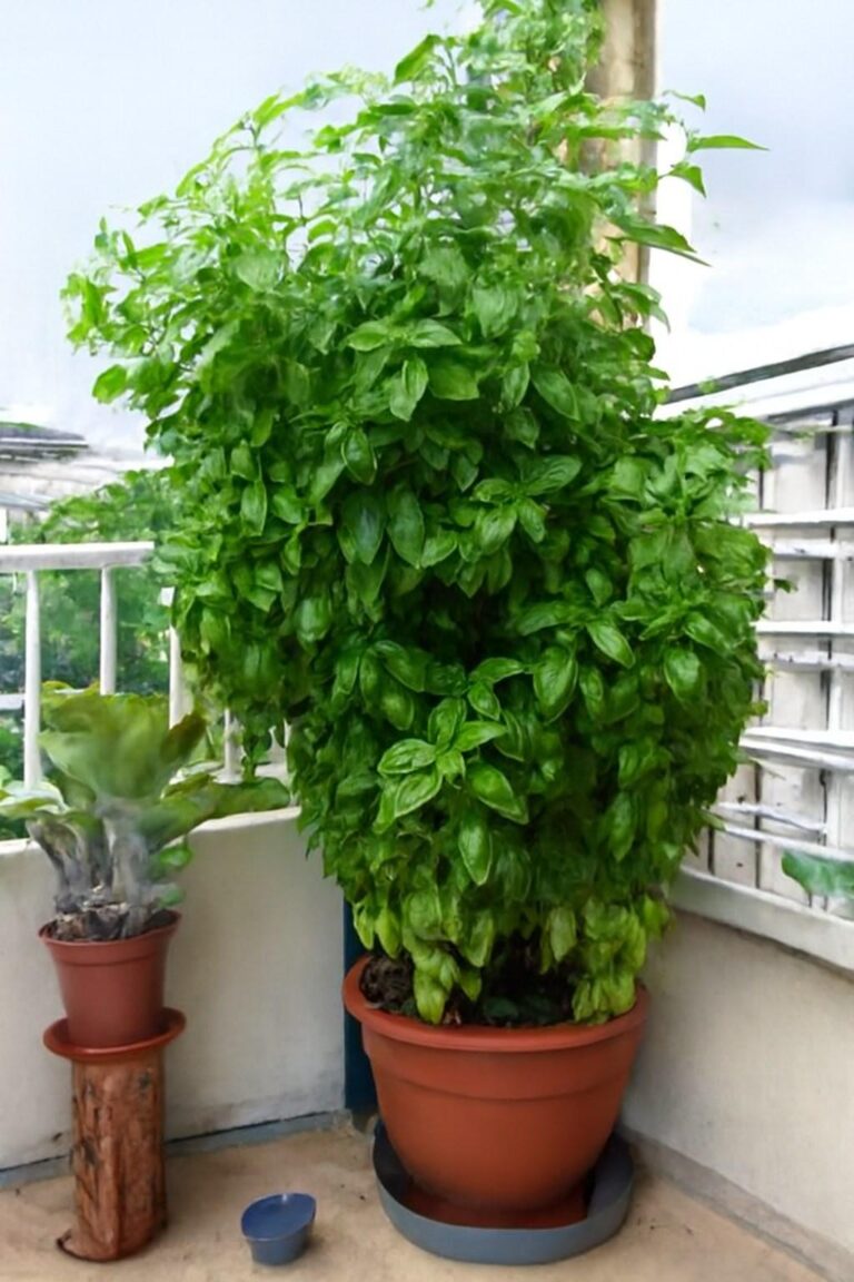 Sbagliavo quasi sempre con il basilico, ma da quando ho scoperto questo trucco, è cresciuto tantissimo!