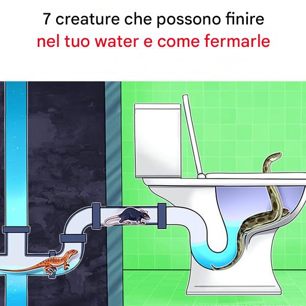 7 creature che possono finire nel tuo WC e come tenerle lontane