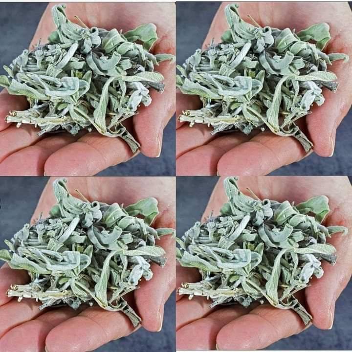 Salvia: la pianta antica che sostiene la digestione e il benessere intestinale