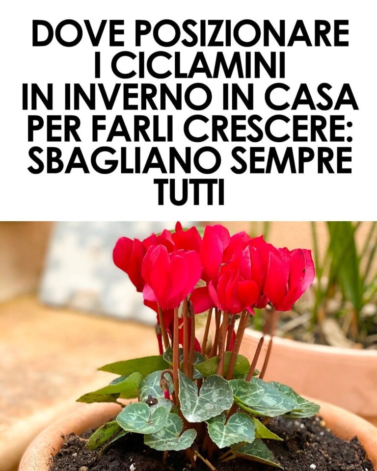 Ciclamino: tutto quello da sapere su cura e coltivazione