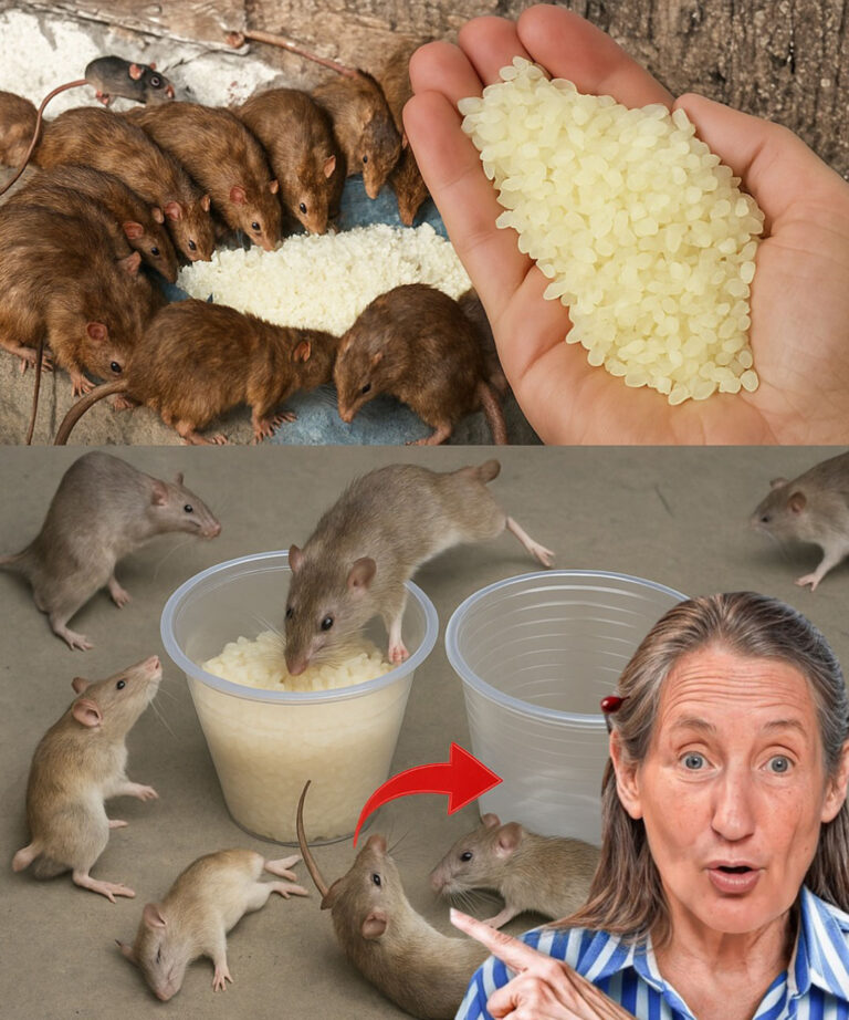 Questo farà sì che i ratti e gli scarafaggi spariscano in un solo giorno…