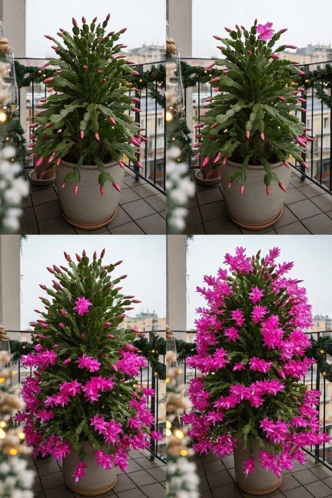 Il segreto per far sbocciare più fiori dal tuo cactus di Natale