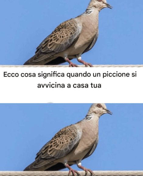 Cosa significa la presenza di un piccione vicino a casa tua? Scopri le possibili cause della loro presenza.