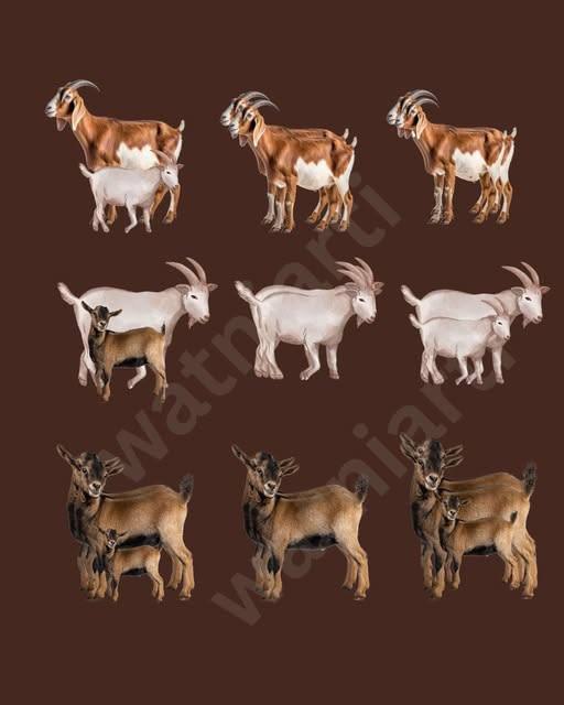 Esame della vista: quante capre ci sono?