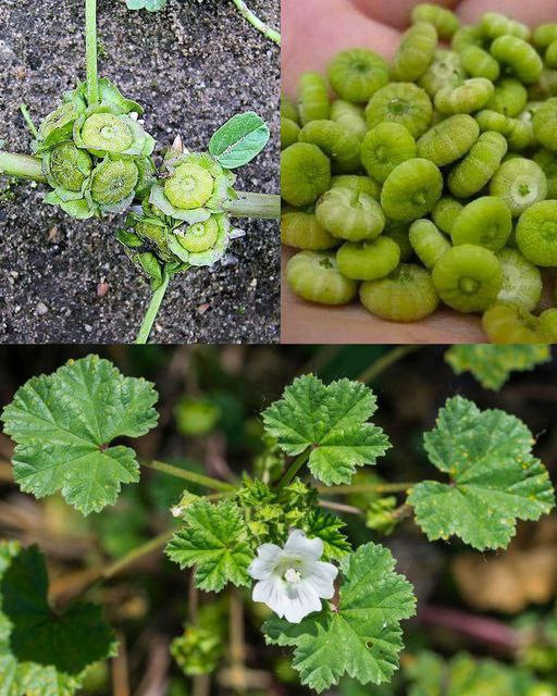 Un frutto che cresce ovunque, ma poche persone ne conoscono i benefici per la salute.