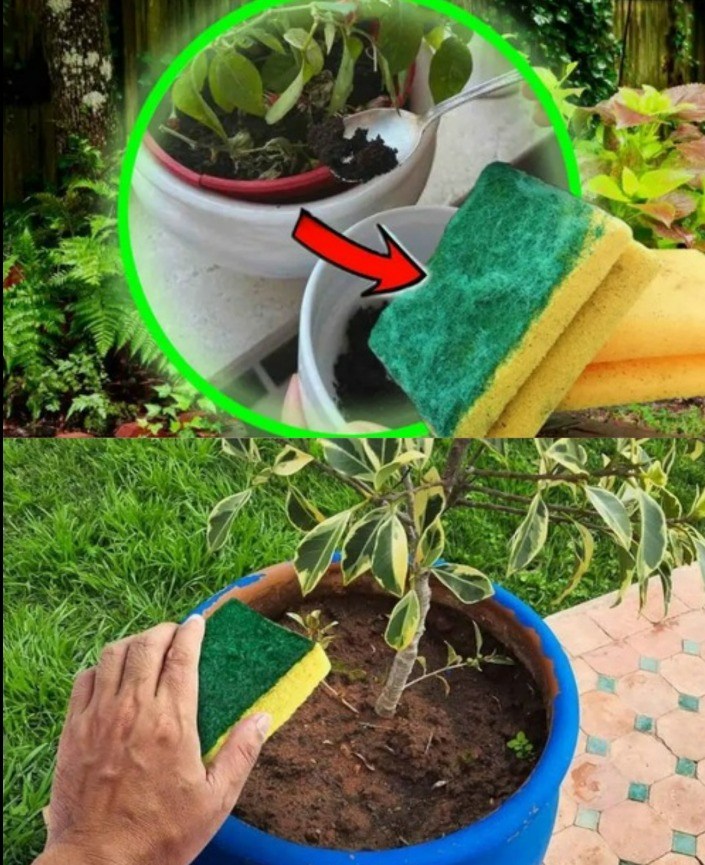 Ricicla le vecchie spugne per un giardinaggio ecologico.