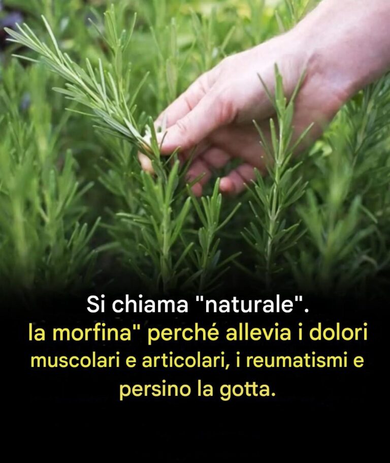 Benefici del consumo di questa pianta per le persone anziane: un alleato naturale per un invecchiamento sano