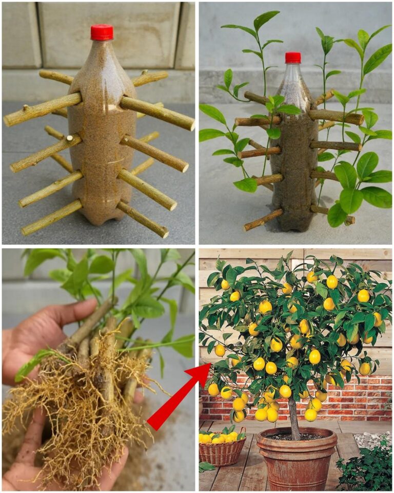Come propagare gli alberi di limoni come un professionista: successo garantito al 99%!