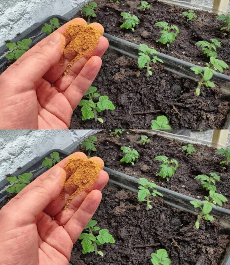 Non dovresti mai coltivare pomodori, peperoni o cetrioli senza di esso; dovresti sempre fornirlo alle piante