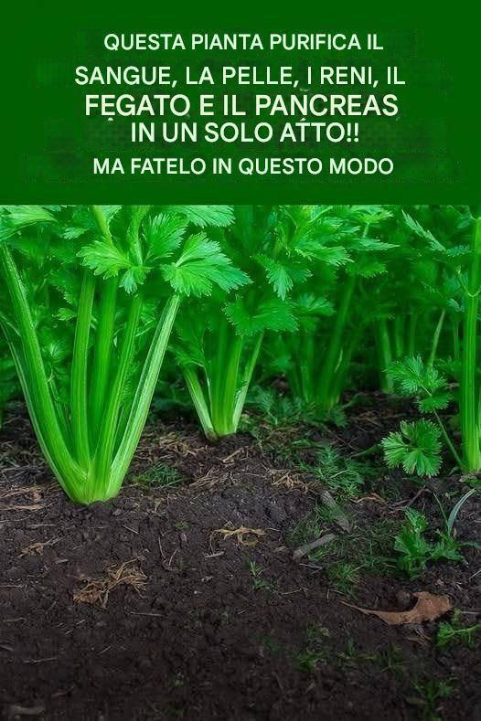 Questa pianta purifica sangue, pelle, reni, fegato e pancreas in un colpo solo, MA FAI COSÌ.