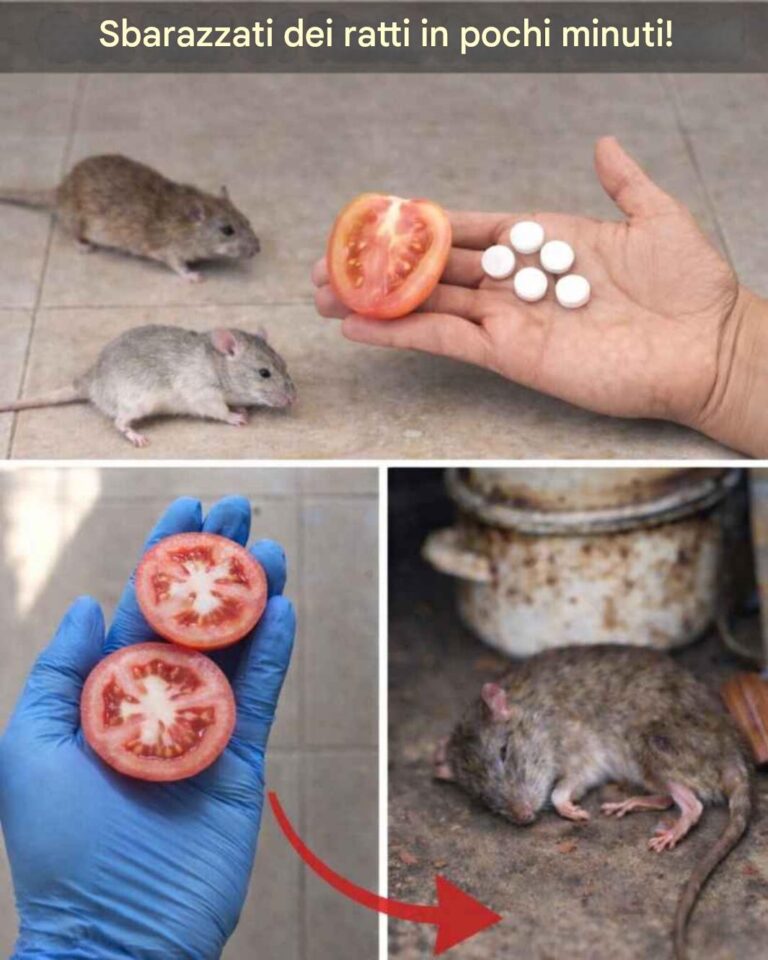 10 metodi naturali per allontanare rapidamente topi e ratti (senza veleni o trappole)